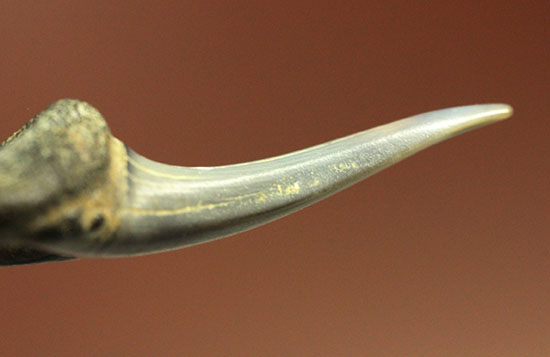 反り返りにご注目！ベルギー産サメの歯化石(Striatolamia macrota)（その10）