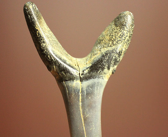 反り返りにご注目！ベルギー産サメの歯化石(Striatolamia macrota)（その11）
