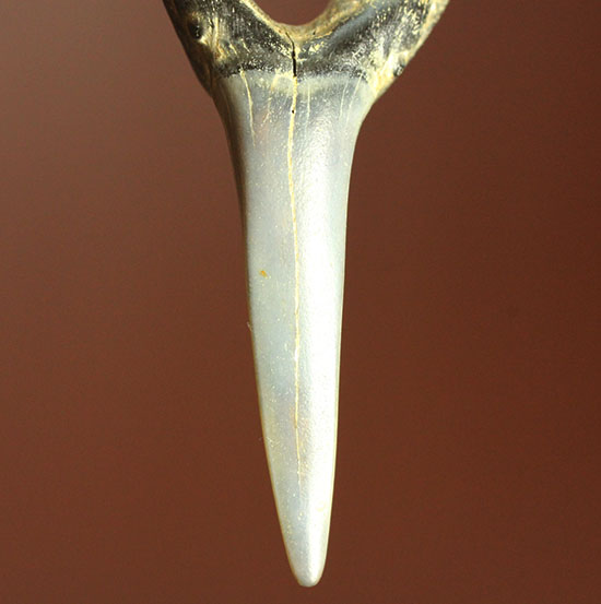 反り返りにご注目！ベルギー産サメの歯化石(Striatolamia macrota)（その12）