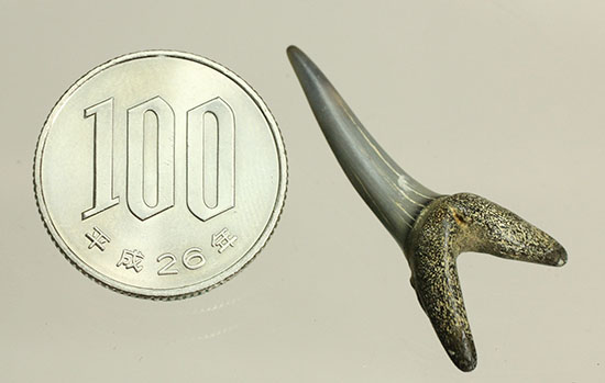 反り返りにご注目！ベルギー産サメの歯化石(Striatolamia macrota)（その14）
