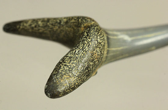 反り返りにご注目!ベルギー産サメの歯化石(Striatolamia macrota)(その3)
