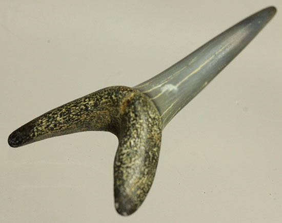 反り返りにご注目！ベルギー産サメの歯化石(Striatolamia macrota)（その4）