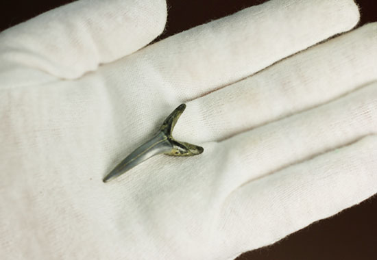 反り返りにご注目！ベルギー産サメの歯化石(Striatolamia macrota)（その5）
