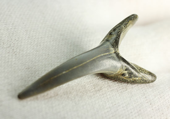 反り返りにご注目!ベルギー産サメの歯化石(Striatolamia macrota)(その6)