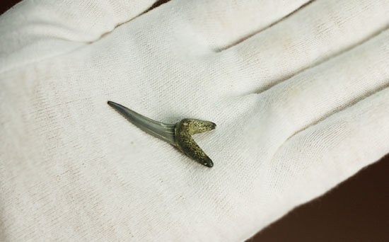 反り返りにご注目!ベルギー産サメの歯化石(Striatolamia macrota)(その7)