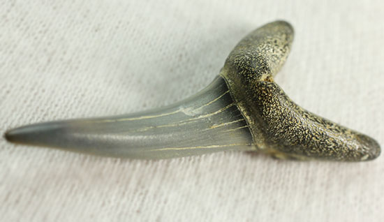 反り返りにご注目！ベルギー産サメの歯化石(Striatolamia macrota)（その9）