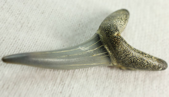 反り返りにご注目!ベルギー産サメの歯化石(Striatolamia macrota)(その9)