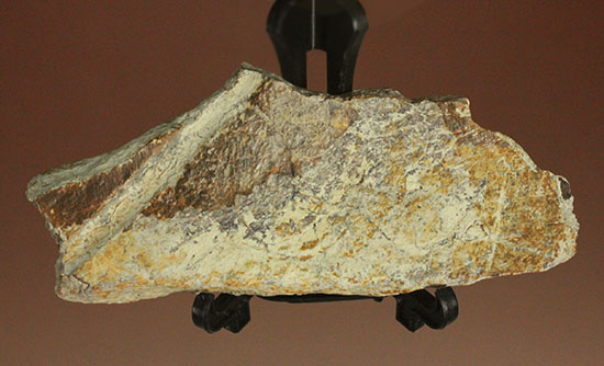 最後の角竜、トリケラトプスの鼻付近の骨化石(Triceratops)（その5）