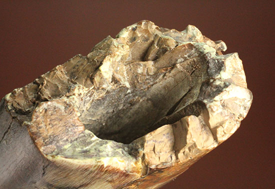 コレクションの王道を行け！ロングカーブ87mmに達するティラノサウルス・レックスの歯化石（その17）