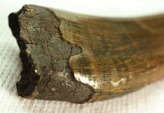 セレーションとエナメル質の状態が素晴らしいティラノサウルスの幼体歯化石（その11）