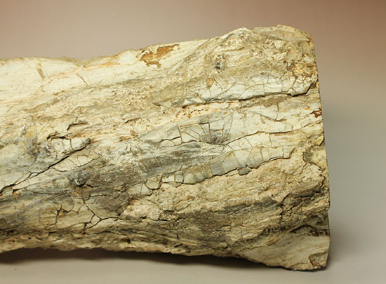 大迫力！６キロオーバーのブラジル産アマゾンの木化石（その17）