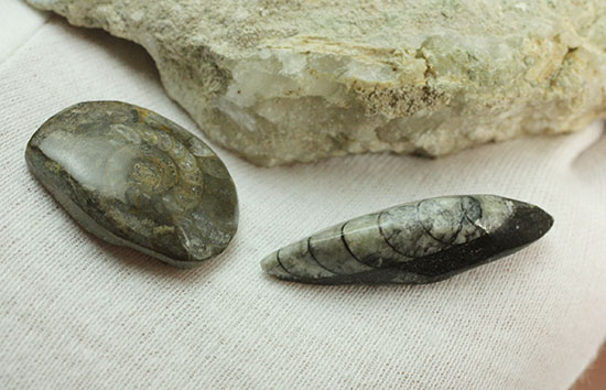 モロッコ海化石３点セット（古代サメの歯、ゴニアタイト、オルソセラス）（その10）