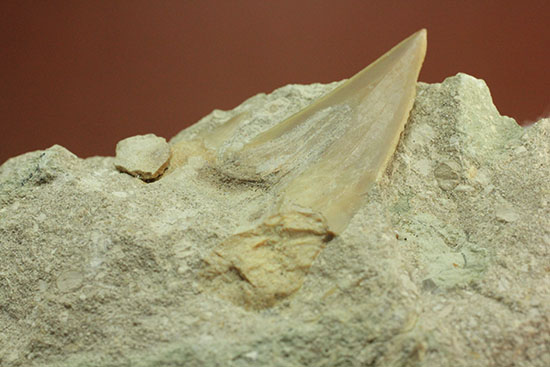 モロッコ海化石３点セット（古代サメの歯、ゴニアタイト、オルソセラス）（その11）