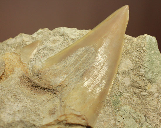 モロッコ海化石３点セット（古代サメの歯、ゴニアタイト、オルソセラス）（その12）