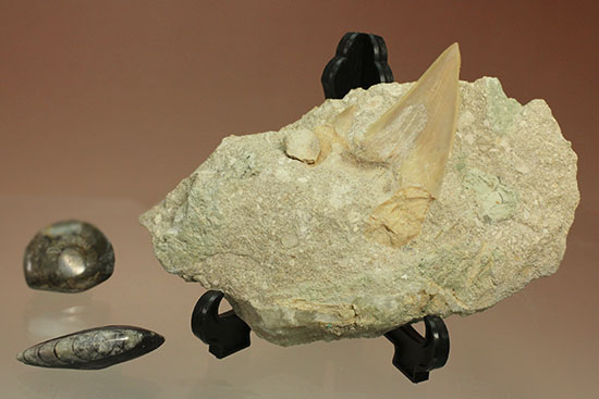モロッコ海化石３点セット（古代サメの歯、ゴニアタイト、オルソセラス）（その13）