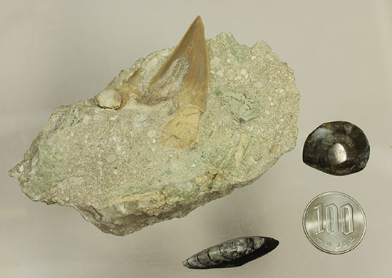 モロッコ海化石３点セット（古代サメの歯、ゴニアタイト、オルソセラス）（その14）