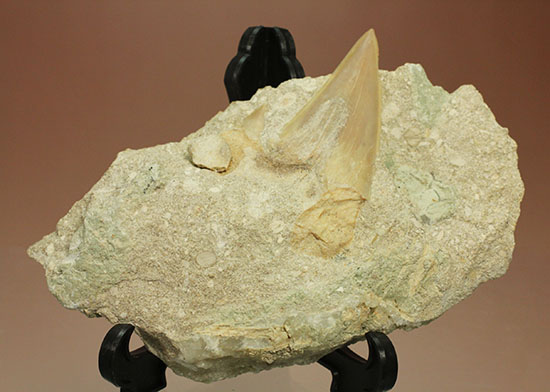 モロッコ海化石３点セット（古代サメの歯、ゴニアタイト、オルソセラス）（その2）