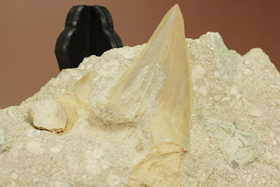 モロッコ海化石３点セット（古代サメの歯、ゴニアタイト、オルソセラス）（その3）