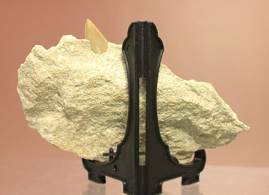 モロッコ海化石３点セット（古代サメの歯、ゴニアタイト、オルソセラス）（その4）