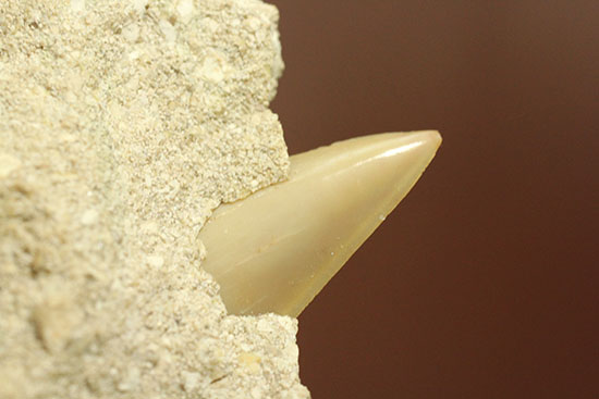 モロッコ海化石３点セット（古代サメの歯、ゴニアタイト、オルソセラス）（その5）