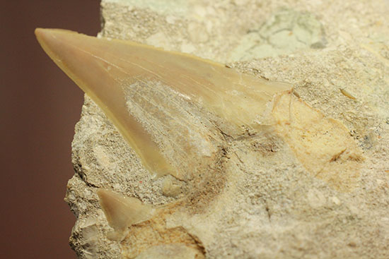 モロッコ海化石３点セット（古代サメの歯、ゴニアタイト、オルソセラス）（その6）