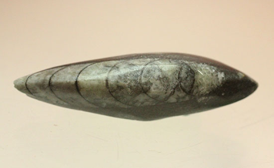 モロッコ海化石３点セット（古代サメの歯、ゴニアタイト、オルソセラス）（その8）