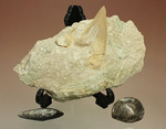 モロッコ海化石３点セット（古代サメの歯、ゴニアタイト、オルソセラス）