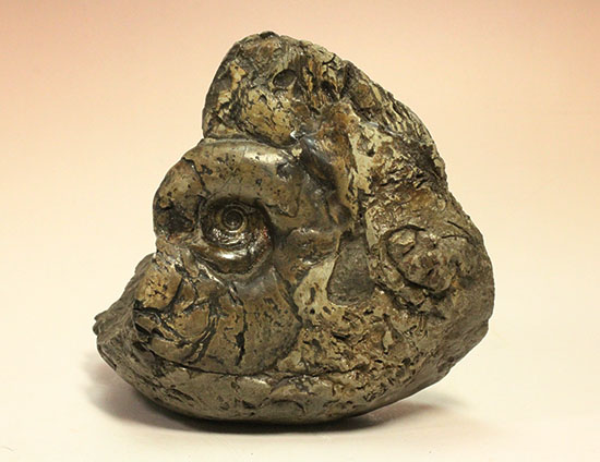 ヘソ部分、繊細にクリーニングされています。北海道産アンモナイト(Ammonite)（その2）