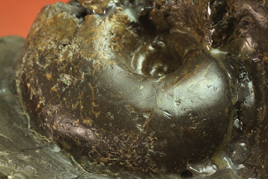 北海道産アンモナイト(Ammonite)（その1）