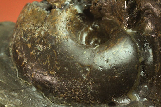 北海道産アンモナイト(Ammonite)(その1)