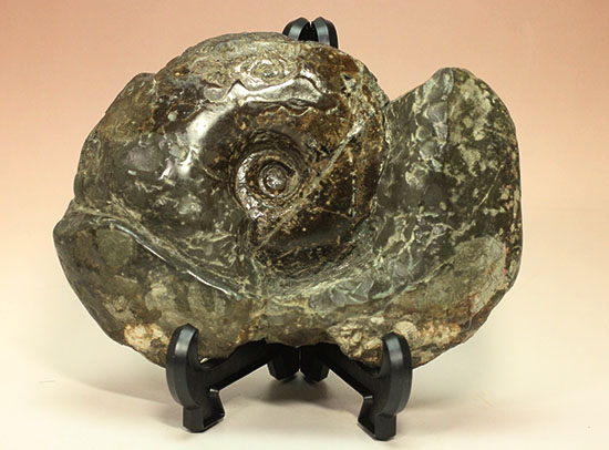 北海道産アンモナイト(Ammonite)(その10)