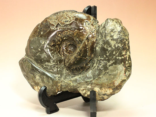 北海道産アンモナイト(Ammonite)（その11）