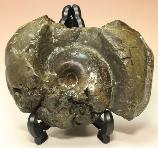 北海道産アンモナイト(Ammonite)(その12)