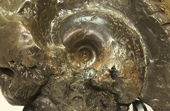 北海道産アンモナイト(Ammonite)(その13)