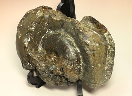 北海道産アンモナイト(Ammonite)（その14）