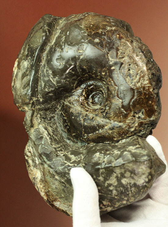 北海道産アンモナイト(Ammonite)(その15)