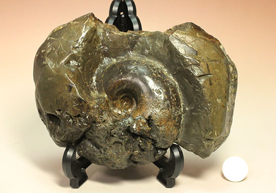 北海道産アンモナイト(Ammonite)（その16）