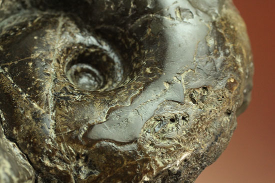 北海道産アンモナイト(Ammonite)（その2）