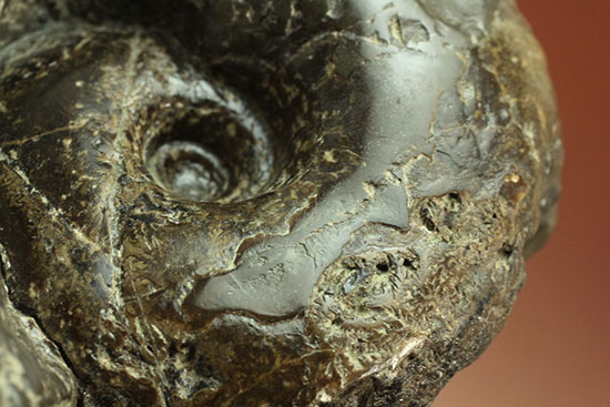 北海道産アンモナイト(Ammonite)(その2)