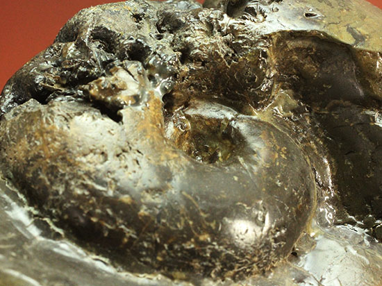 北海道産アンモナイト(Ammonite)(その3)