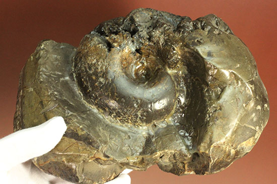 北海道産アンモナイト(Ammonite)（その5）