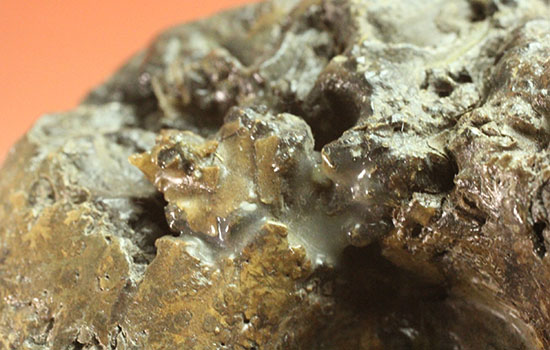 北海道産アンモナイト(Ammonite)（その6）