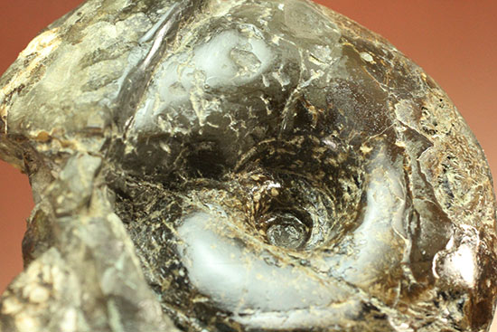北海道産アンモナイト(Ammonite)(その7)