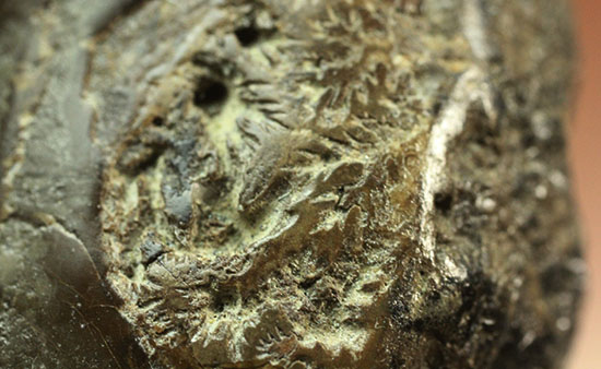 北海道産アンモナイト(Ammonite)(その8)