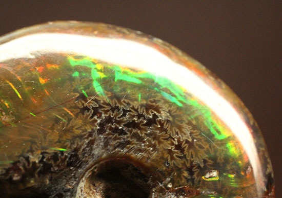 緑の発色が強い、光るアンモナイト(Ammonite)（その10）