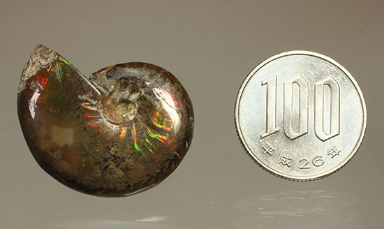 緑の発色が強い、光るアンモナイト(Ammonite)（その11）