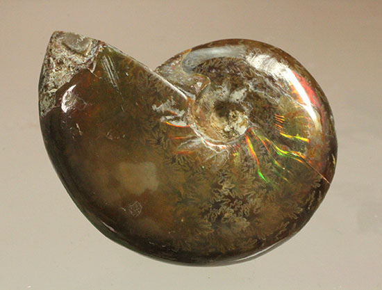 緑の発色が強い、光るアンモナイト(Ammonite)（その4）