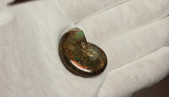 緑の発色が強い、光るアンモナイト(Ammonite)（その7）