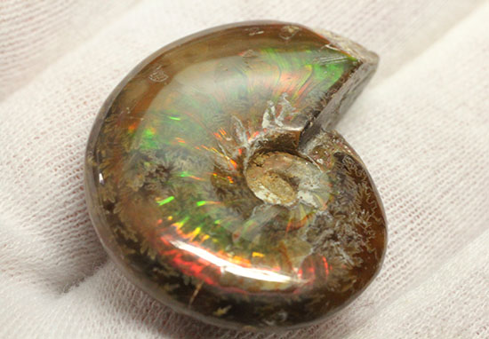 緑の発色が強い、光るアンモナイト(Ammonite)（その8）