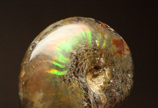緑の発色が強い、光るアンモナイト(Ammonite)（その9）